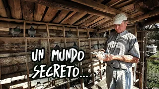 ¡Convive con cientos de PALOMAS MENSAJERAS! | ¿Cómo es este MISTERIOSO MUNDO?