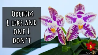 It's OK not to like an Orchid.. Orchid Favourites August 2023