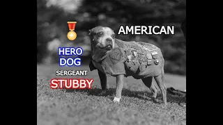 American Hero Dog Sergeant Stubby