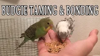 How to TAME and BOND with your Budgie