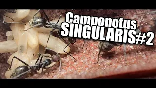 Le couvain - Camponotus singularis