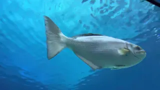 Adventure Aquarium Camden  HD Tour  Shark