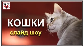 Кошки разных пород.  Слайд шоу