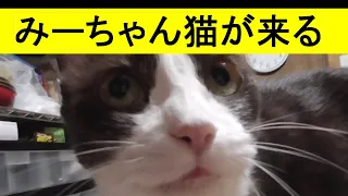 家猫のみーちゃん、よくベッドの上にきて背を向けて座る…触ると綿棒のある所まで移動して綿棒と俺を交互に見つめてくる