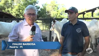 Tudo pronto para o tradicional leilão de animais da fazenda Oiticica