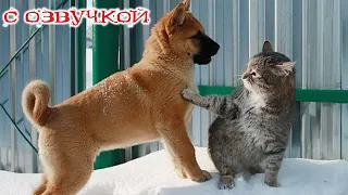 Приколы с котами! НОВЫЕ смешные коты и собаки! УГАРНАЯ ОЗВУЧКА и смешные животные!