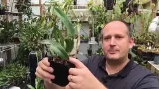 ORCHID CARE: WATERING ORCHIDS /HOW MUCH IS TO MUCH WATER AND HOW MUCH IS TO LITTLE?