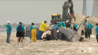 UPDATE: Fin whale dies after stranding itself by the Indian River Inlet Bridge