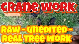 (raw)#2 that one Laurel Oak crane removal