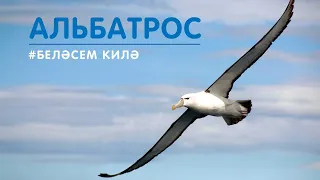 Беләсем килә: альбатрос / Видео про животных для детей / Татар теле