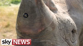 Cameras Planted In Rhino Horns To Stop Poaching