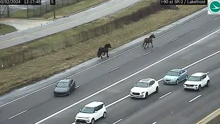 WATCH: Cleveland police chase horses on I-90