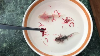 Feeding the baby axolotls