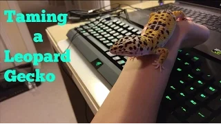 How to tame your leopard gecko(guide)