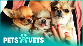 The Smallest Dogs In The World | Super Tiny Animals | Pets & Vets