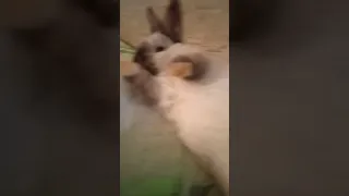Кролик устал омикрон