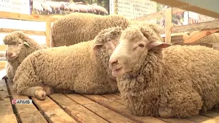 Делегация Дагестана примет участие во Всероссийской выставке племенных овец и коз