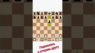 Шахматы | Королевский гамбит