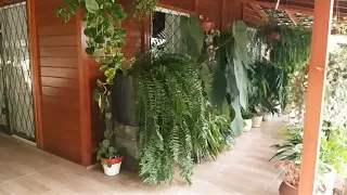 Não sei aonde minhas plantas vão parar,estão crescendo muito!