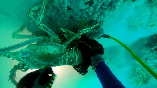 12lb Spiny Lobster