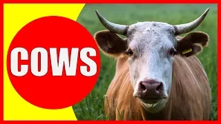 COW VIDEOS FOR KIDS - Facts about Cows for Children, Preschoolers and Kindergarten