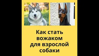 собаке 2 года  как  стать вожаком? Ответ на вопрос - как стать главным . что б пес слушался!