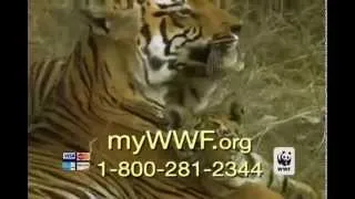 WWF Tiger Parody