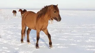 Кереметтін үиірі...Косяк Керемета...