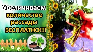 КАК БЕСПЛАТНО УВЕЛИЧИТЬ КОЛИЧЕСТВО РАССАДЫ ТОМАТОВ. РАЗМНОЖЕНИЕ ПАСЫНКАМИ.