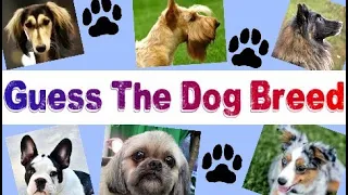 Guess these DOG BREEDS - Animal QUIZ - Can You Name These 20 Dog Breeds? Pets game - Blind TEST #1