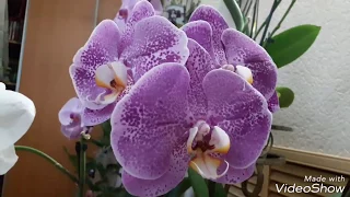 #ОРХИДЕИ Домашнее цветение орхидеи Синголо на 31.07.17