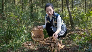Use herbs to make Chinese recipes &Gastrodia elata｜ wild girl