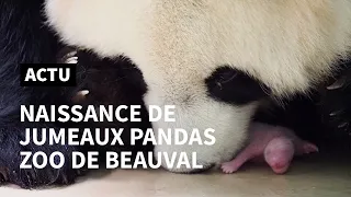 Des jumeaux pandas sont nés au Zoo de Beauval | AFP