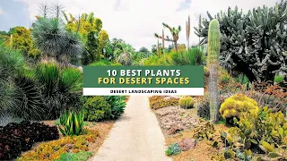 Desert Landscaping Ideas: 10 Best Plants for Your Desert Spaces 🏜️