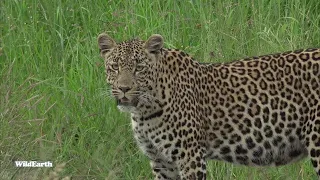 WildEarth - Sunset Safari - 18 January 2022