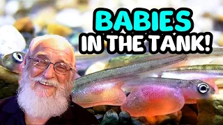 Expert tips for keeping baby fish safe and thriving in your aquarium
