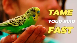 How To Tame Your Bird Really Fast | EVERYTHING You Need to Know | How To Feed Parrot Baby ?