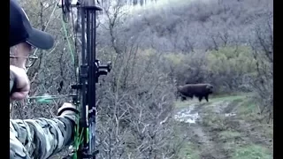 "MASSIVE 700 lb HOG" Awesome Bow Shot!