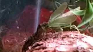 Gecko eats a katydid