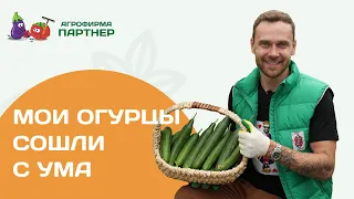 Как продлить плодоношение огурцов до осени. Сбор урожая.