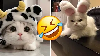 Funny Animals 2024 😂 New Funny Videos 2023 😍Cutest Cats and Dogs 🐱🐶 Funny Cat and Dogs Video Part 55