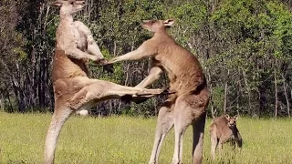 Boxing kangaroos