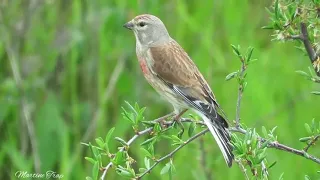 Chant du  Linotte mélodieuse 😀