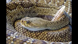 Giant Anaconda ,Attacks Human Caught  ,When Animals ,attack People ,Most Amazing Attacks