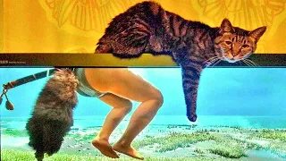 Best Funny Cat Videos That Will Make You Laugh All Day Long 😂😹 #woamew