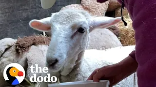 The Look On This Little Sheep’s Face When She’s Able To Walk Again | The Dodo