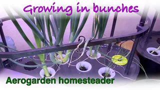 Growing bunching onions from seed - Grow Lapse