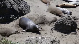 Elephant Seals Viewing Point, California