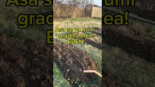 Cum am plantat eu Lavanda|Zile frumoase la tara