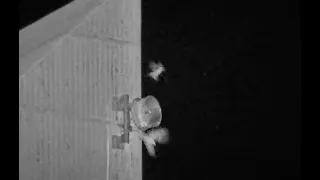 FalconCam 2024 04 22 Diamond gets bumped off m'wave at night